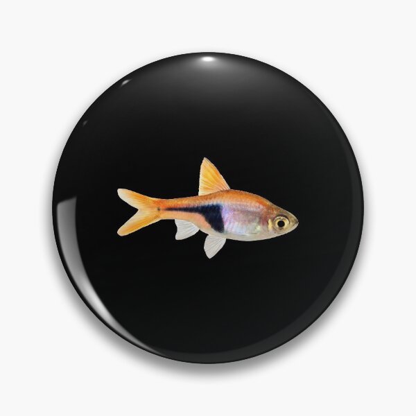 Item preview, Rasbora - For All Rasbora Lovers designed and sold by AquariumExp.