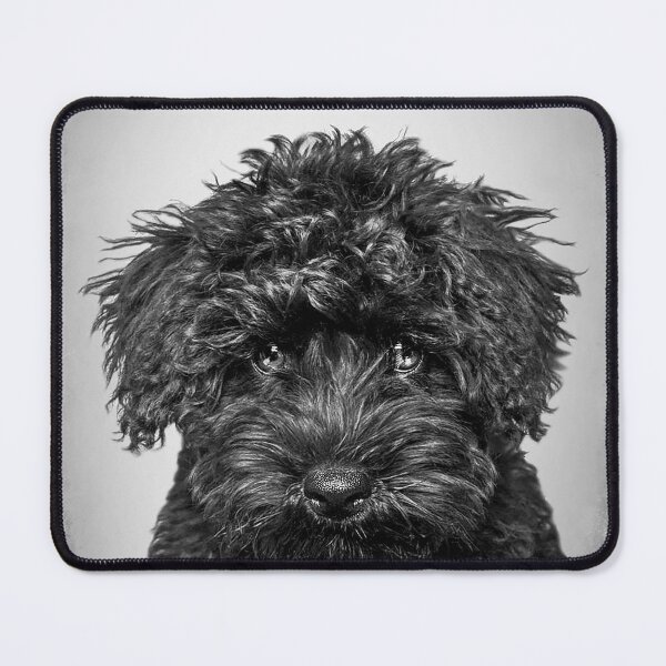 Item preview, Toy Poodle dog - BW Vintage - D86 designed and sold by DecoVintage.