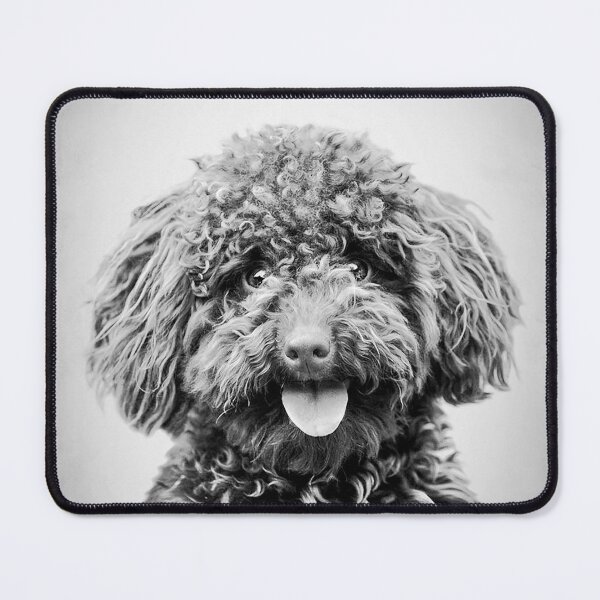 Item preview, Toy Poodle dog - BW Vintage - D88 designed and sold by DecoVintage.