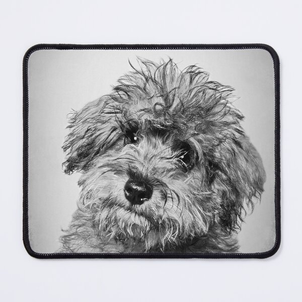 Item preview, Toy Poodle dog - BW Vintage - D90 designed and sold by DecoVintage.