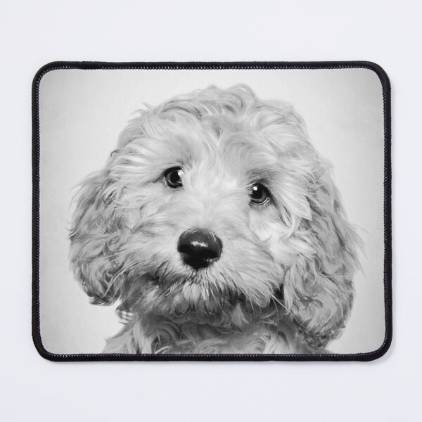 Item preview, Toy Poodle dog - BW Vintage - D92 designed and sold by DecoVintage.