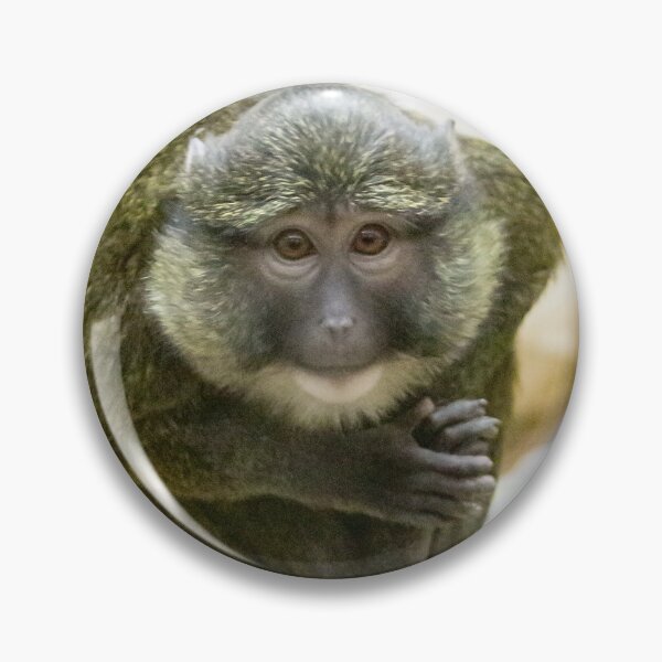 Item preview, Allen's Swamp Monkey at the National Zoo designed and sold by Zoo and Nature Photography by Karie.