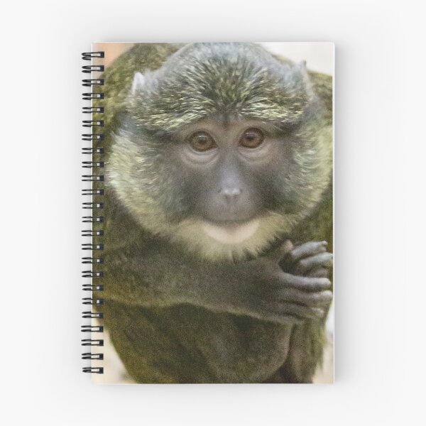 Item preview, Allen's Swamp Monkey at the National Zoo designed and sold by Zoo and Nature Photography by Karie.