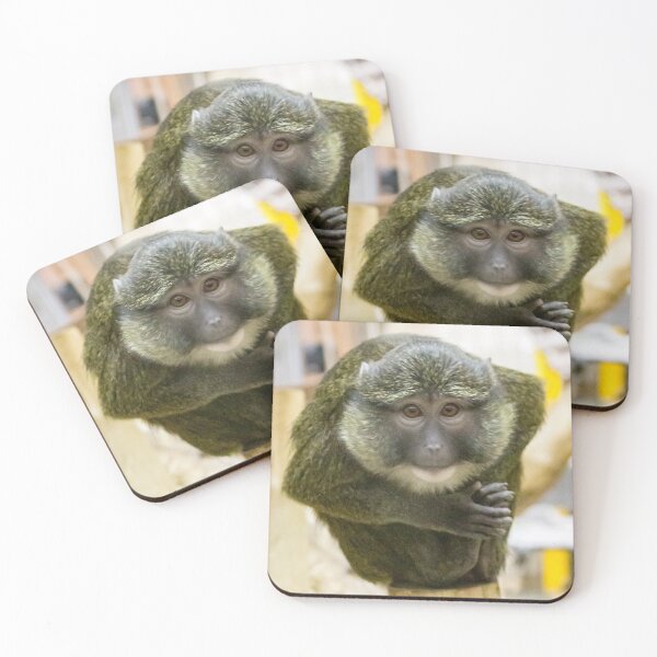 Item preview, Allen's Swamp Monkey at the National Zoo designed and sold by Zoo and Nature Photography by Karie.