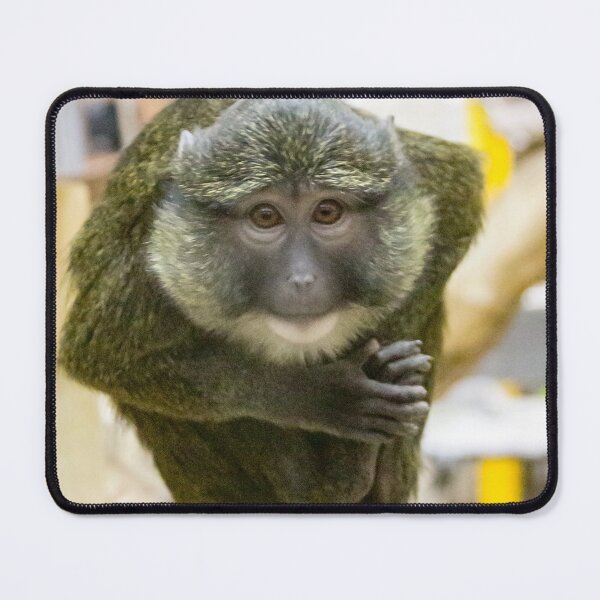 Item preview, Allen's Swamp Monkey at the National Zoo designed and sold by Zoo and Nature Photography by Karie.