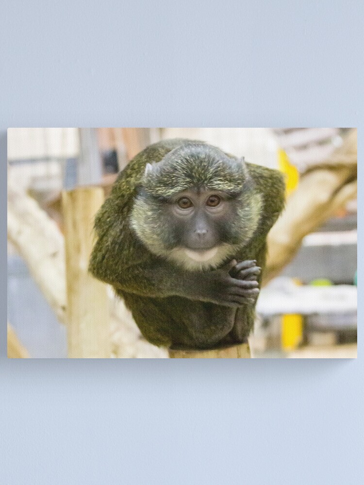 Allen's swamp monkey  Smithsonian's National Zoo and Conservation