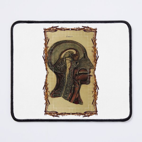 Item preview, Sección transversal de la cabeza de la placa anatómica: diseños anatómicos, cuerpo humano y placas de anatomía designed and sold by AdvanceDesign.