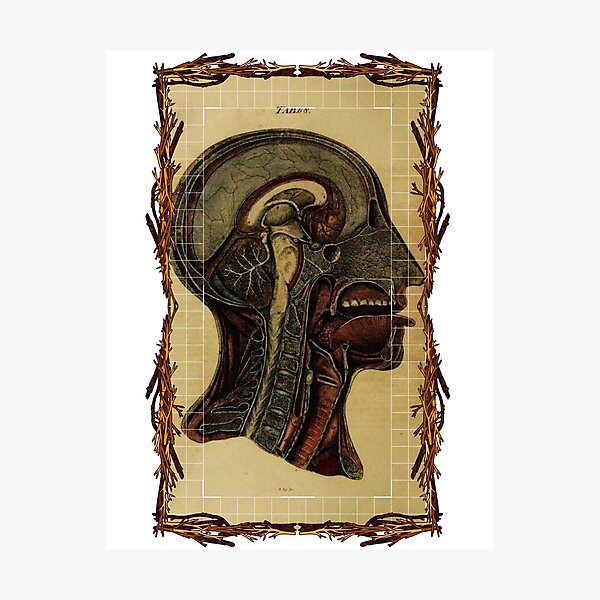 "Anatomical board Cross section of the head Anatomical designs, human body and anatomy boards