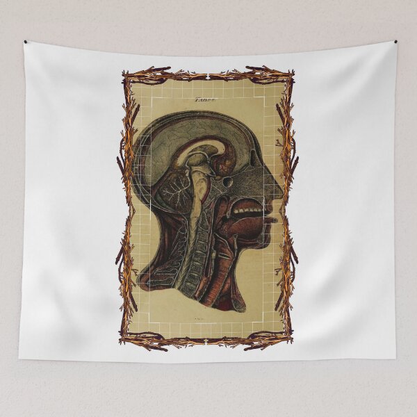 Item preview, Anatomical board Cross section of the head - Anatomical designs, human body and anatomy boards designed and sold by AdvanceDesign.