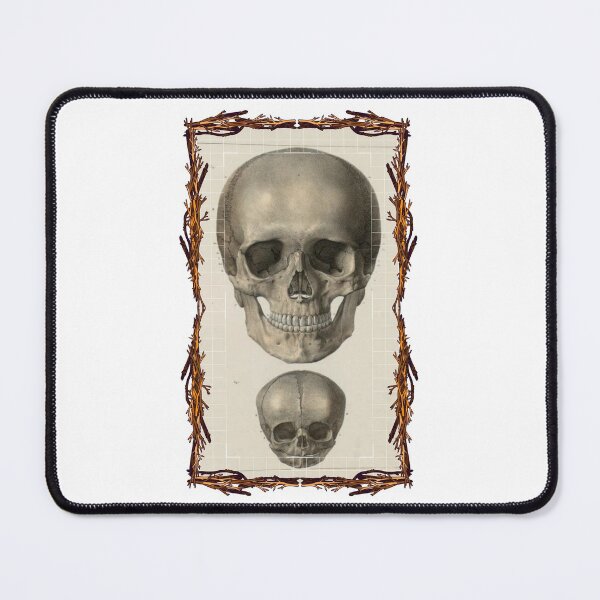 Item preview, Anatomical board Skulls - Anatomical designs, human body and anatomy boards designed and sold by AdvanceDesign.