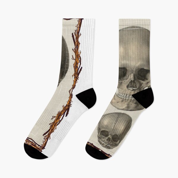 Item preview, Anatomical board Skulls - Anatomical designs, human body and anatomy boards designed and sold by AdvanceDesign.