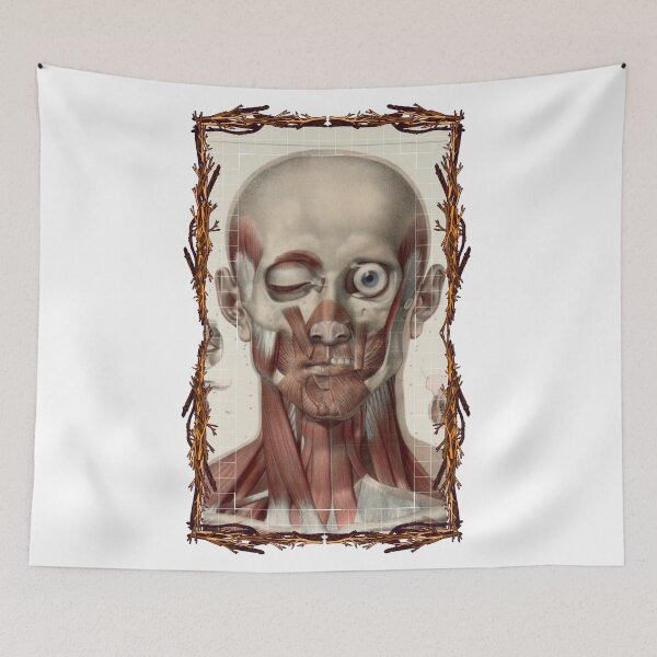 Item preview, Anatomical board Skull and facial muscles - Anatomical designs, human body and anatomy boards designed and sold by AdvanceDesign.
