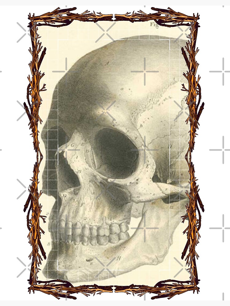 "Anatomical board Skull Anatomical designs, human body and anatomy boards" Poster for Sale by