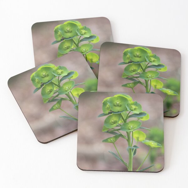 Item preview, Wood Spurge Blossom, Birmingham Botanical Gardens designed and sold by GardenAndEasel.