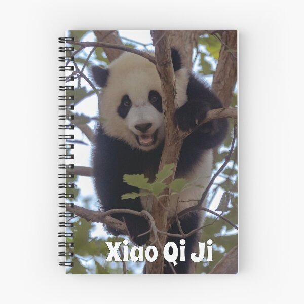 Item preview, Baby Panda Xiao Qi Ji at the National Zoo designed and sold by Zoo and Nature Photography by Karie.
