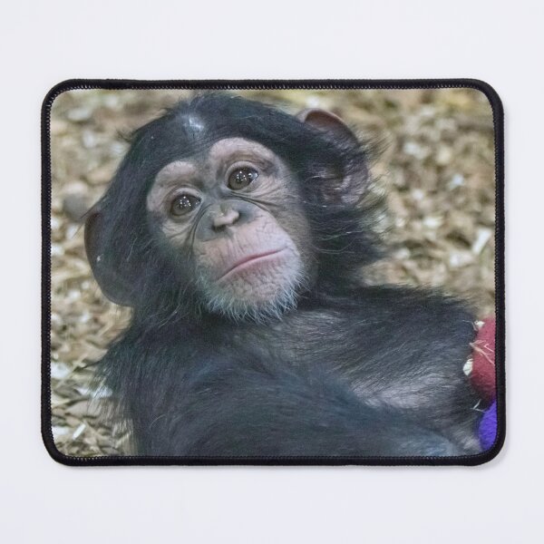 Item preview, Maisie the Baby Chimp at the Maryland Zoo designed and sold by Zoo and Nature Photography by Karie.