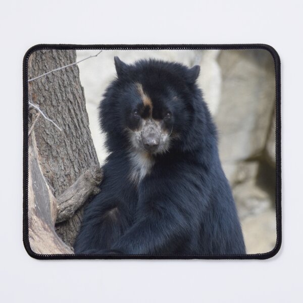 Item preview, Andean Bear at the National Zoo designed and sold by Zoo and Nature Photography by Karie.
