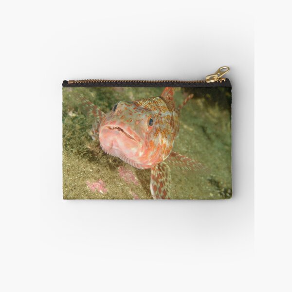 Item preview, Sergeant baker - Aulopus purpurissatus designed and sold by Andrew Trevor-Jones.