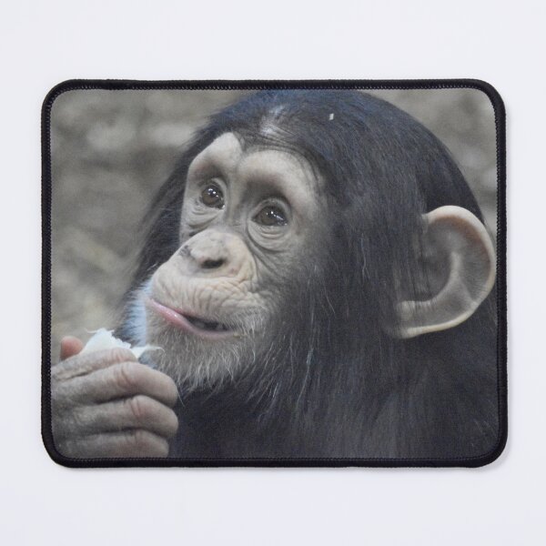 Item preview, Infant Chimpanzee Lola at the Maryland Zoo designed and sold by Zoo and Nature Photography by Karie.