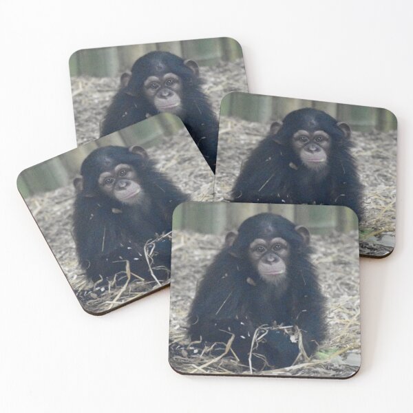 Item preview, Maisie the Baby Chimp at the Maryland Zoo designed and sold by Zoo and Nature Photography by Karie.