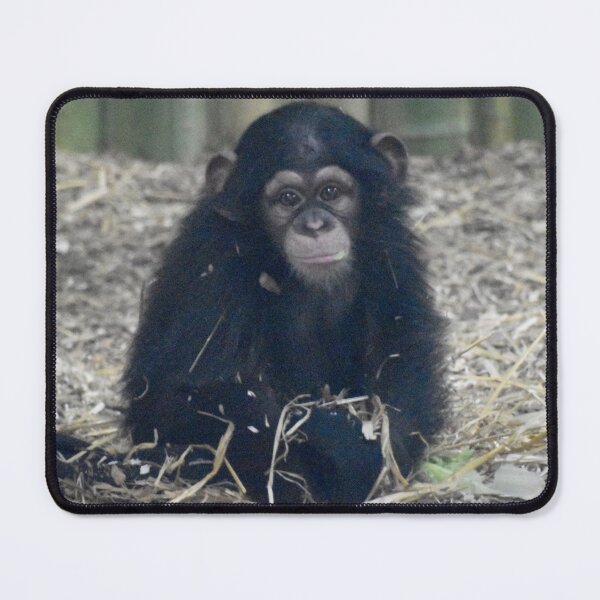 Item preview, Maisie the Baby Chimp at the Maryland Zoo designed and sold by Zoo and Nature Photography by Karie.