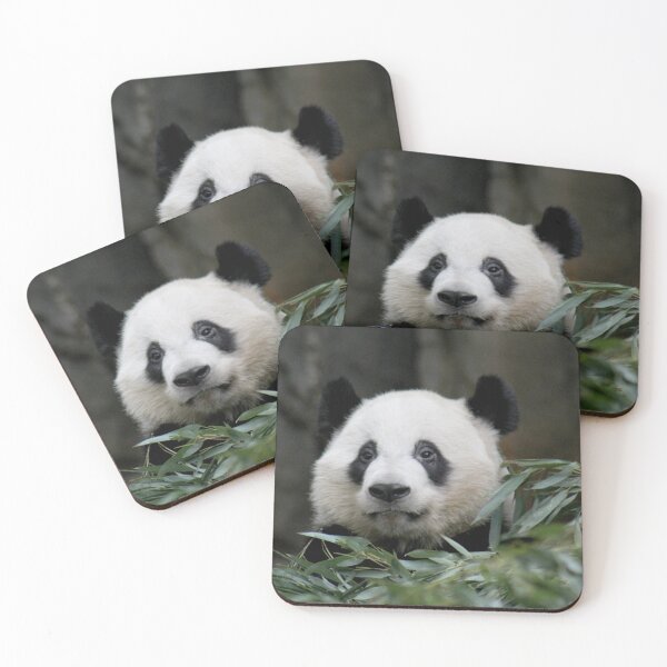 Item preview, Giant Panda Ya Lun at Zoo Atlanta designed and sold by Zoo and Nature Photography by Karie.