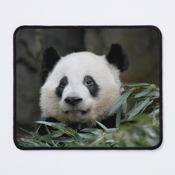 Item preview, Giant Panda Ya Lun at Zoo Atlanta designed and sold by Zoo and Nature Photography by Karie.
