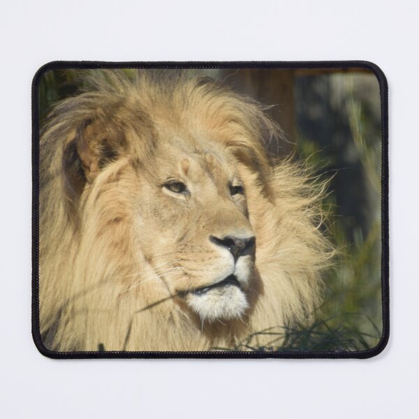 Item preview, African Lion at the Maryland Zoo designed and sold by Zoo and Nature Photography by Karie.