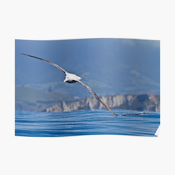Wandering Albatross - New Zealand Poster