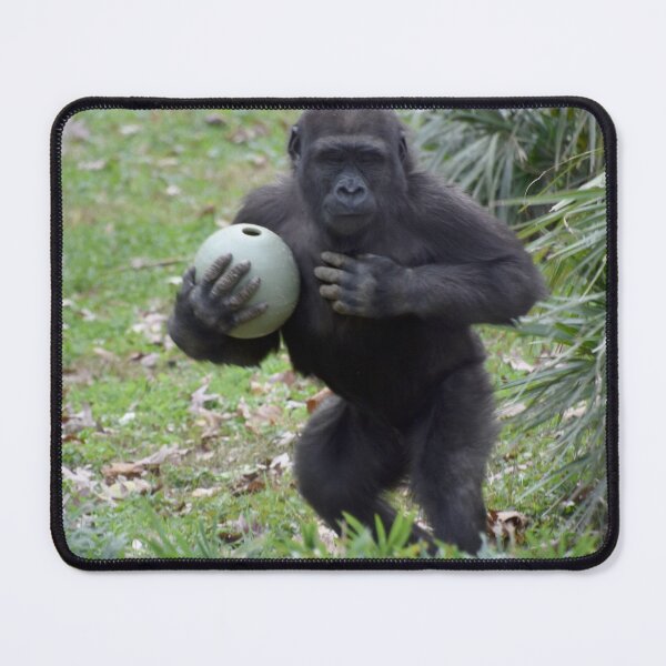 Item preview, Gorilla Moke at the National Zoo designed and sold by Zoo and Nature Photography by Karie.