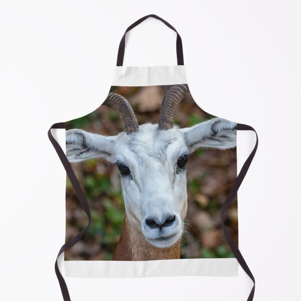 Item preview, Dama Gazelle at the National Zoo designed and sold by Zoo and Nature Photography by Karie.
