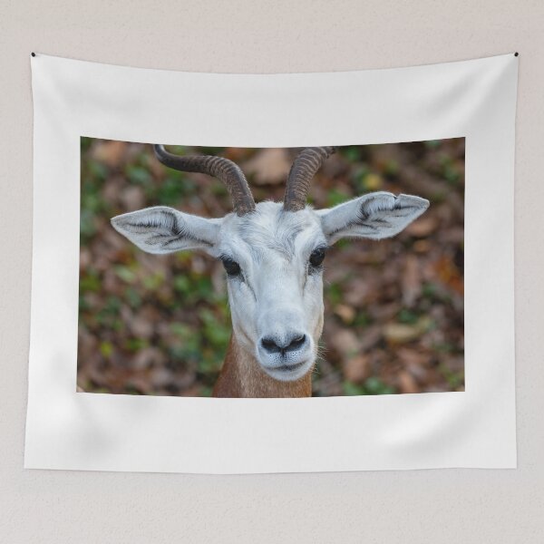Item preview, Dama Gazelle at the National Zoo designed and sold by Zoo and Nature Photography by Karie.