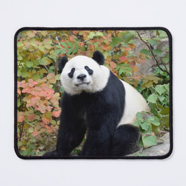 Item preview, Bei Bei at the National Zoo designed and sold by Zoo and Nature Photography by Karie.