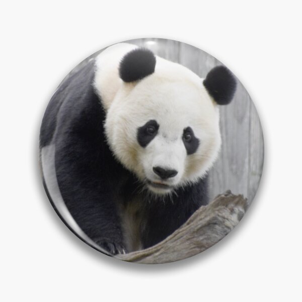 Item preview, Bei Bei at the National Zoo designed and sold by Zoo and Nature Photography by Karie.