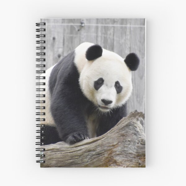 Item preview, Bei Bei at the National Zoo designed and sold by Zoo and Nature Photography by Karie.