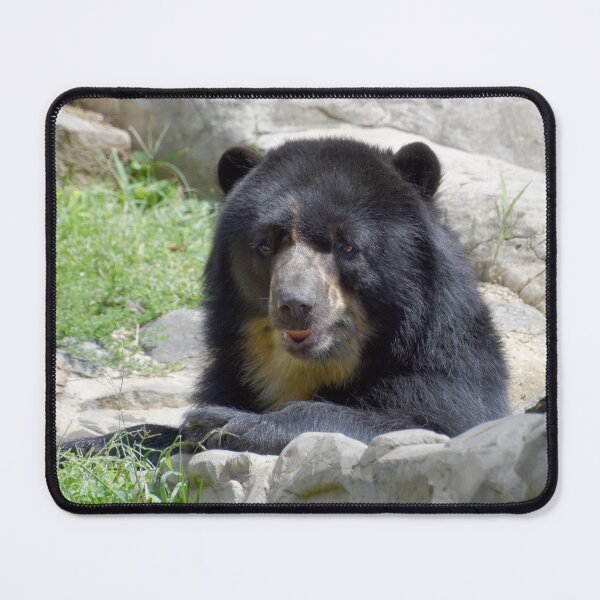 Item preview, Andean Bear at the National Zoo designed and sold by Zoo and Nature Photography by Karie.