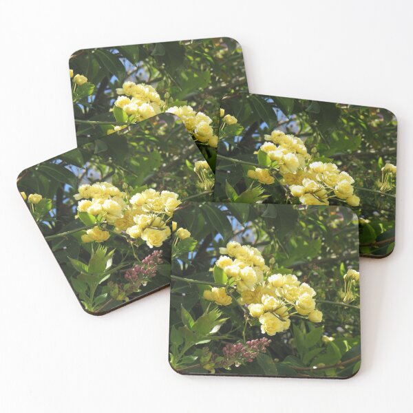Item preview, Lady Banks rose designed and sold by greentiger1.