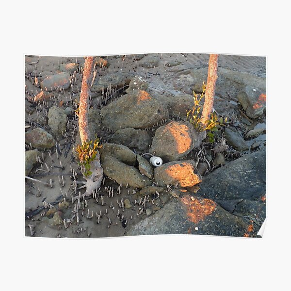 Clairview Mangroves Sunrise Flotsam ,N. Qld Australia Poster