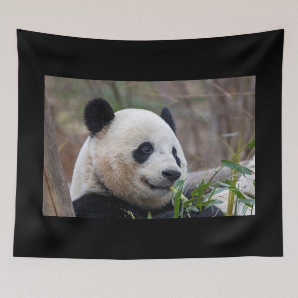 Item preview, Giant Panda Bao Bao at the National Zoo designed and sold by Zoo and Nature Photography by Karie.