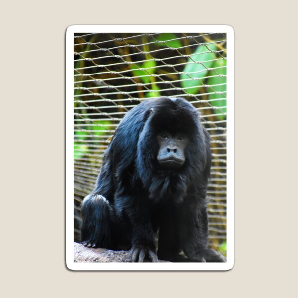 1 Kühlschrankmagnet Affe Affen Kühlschrankmagnete Magnete Magnet neu Gorilla