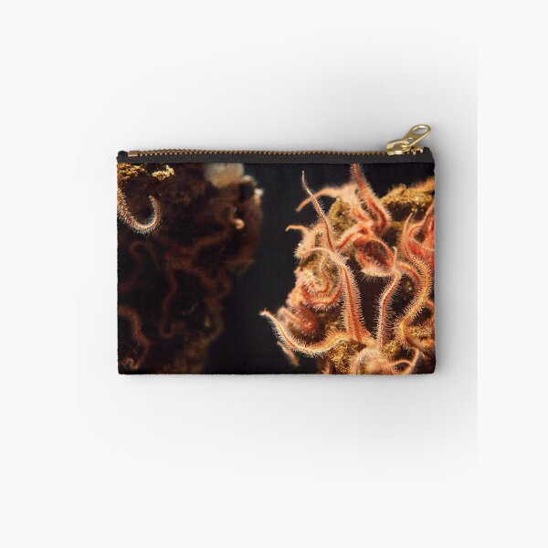 Item preview, Sea Stars designed and sold by Brendon Perkins.