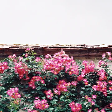 Artwork thumbnail, Pink Roses by Thsid
