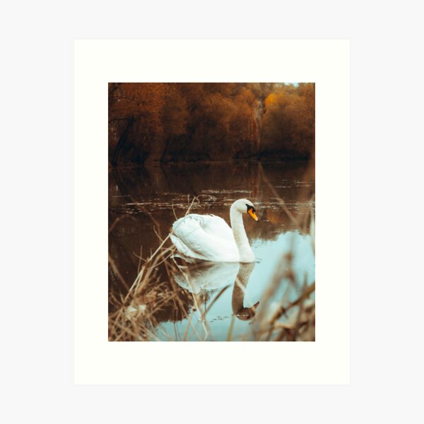 Swan Art Print