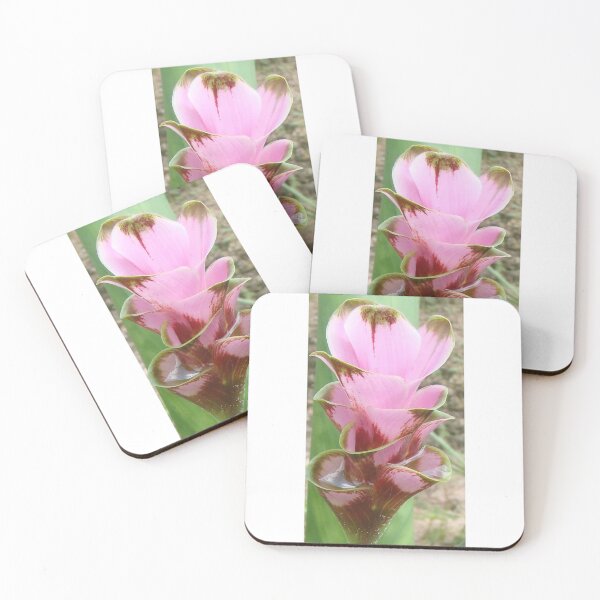 Item preview, Bird 602 Variety Dutch tulip-like Ginger planted by tubers found in northern Thailand designed and sold by greengoodnich.