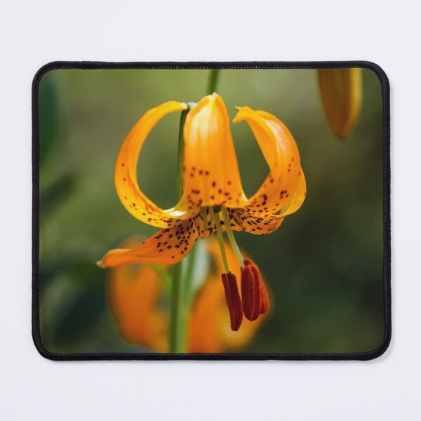 Item preview, Lilium canadense designed and sold by Perggals© - Stacey Turner.