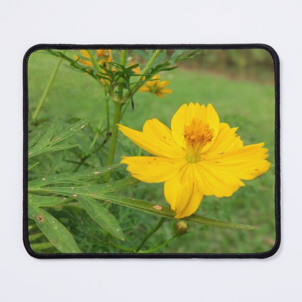 Item preview, Yellow sulfur cosmos flower designed and sold by assstono3027.