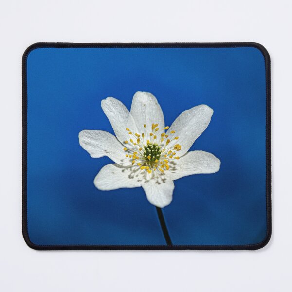 Item preview, Wood anemone designed and sold by AlidaArt.