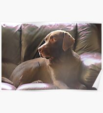 Daydream Chocolate Labrador Poster