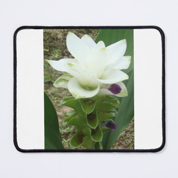 Item preview, Chiang Rai Snow, When traveling in Thailand, you will find this kind of flower. designed and sold by greengoodnich.