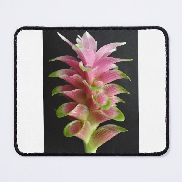 Item preview, Curcuma graphic flower in Curcuma sp, commonly grown in Thailand grow well designed and sold by greengoodnich.